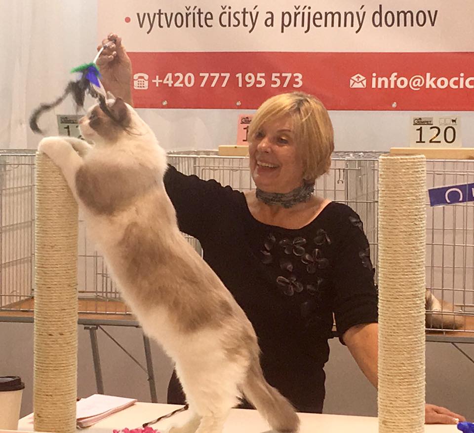 /images/Galeria/Kiállítások (Cat shows)/14502915_315522668815434_4611957425530931009_n.jpg
